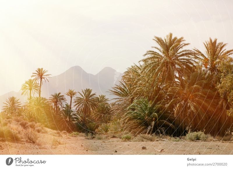 Desert place with palm trees located in southeast Spain Exotic Beautiful Vacation & Travel Summer Sun Island Mountain House (Residential Structure) Garden