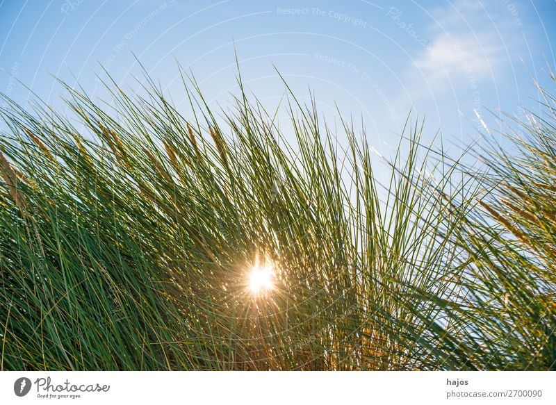 Beach oats in the opposite direction Summer Plant Sand Foliage plant Wild plant Blue Green marram grass Back-light Sky Baltic Sea flora Poland luminescent Sun