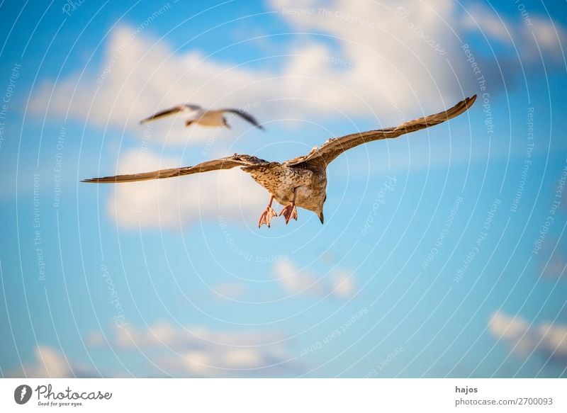 young silver gull flying over the Baltic Sea in Poland Child Animal Bird 2 Blue Brown Gray Larus fuscus L. seagull Silvery gull youthful Sky fauna Seagull two