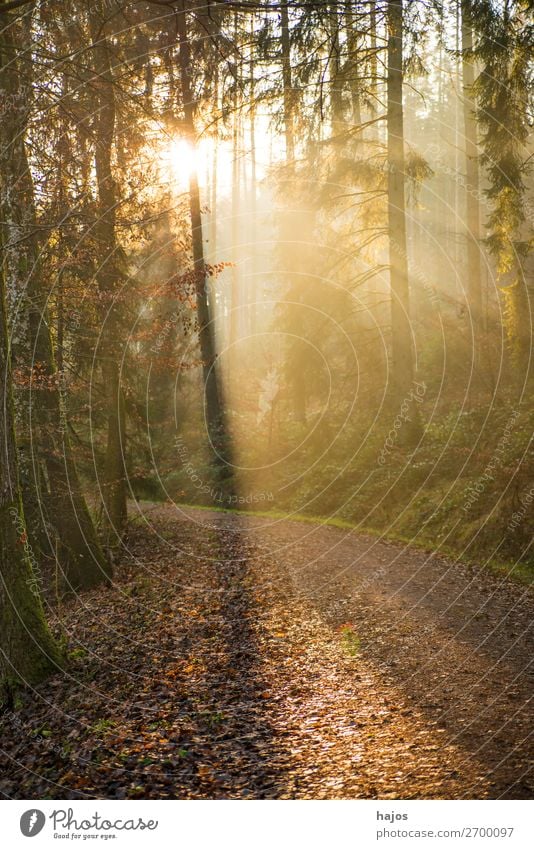 Sunbeams in the forest Relaxation Winter Nature Warmth Bright Beautiful Soft Idyll reflections Light and shadow Forest Autumn atmospheric Mystic Mysterious