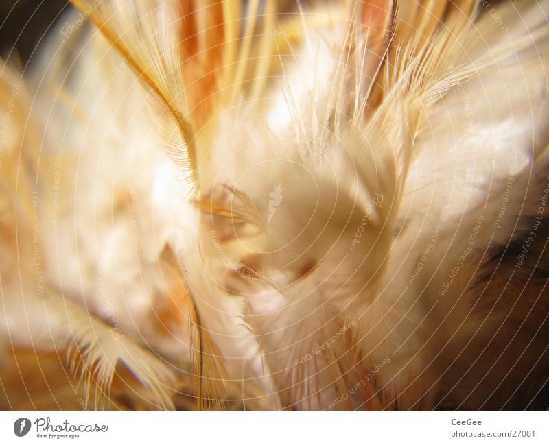 light as a feather 2 Soft Physics Cuddly Fuzz Fine Easy Brown White Ochre Feather Warmth Bright Colour Structures and shapes Nature Close-up