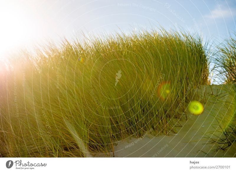 Beach oats in the opposite direction Summer Plant Sand Blue Green marram grass Baltic Sea Poland Back-light Sun reflection Sky flora Colour photo Close-up Day