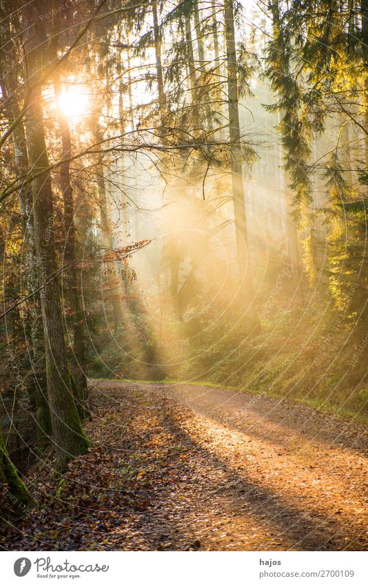 Sunbeams in the forest Relaxation Winter Nature Warmth Forest Soft Idyll rays solar phenomenon Reflection Mystic romantic Bright Back-light Mysterious off