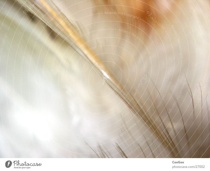 light as a feather 3 Soft Cuddly Fine Easy Brown White Ochre Feather Warm down Bright Colour Structures and shapes Nature Close-up Macro (Extreme close-up) Line