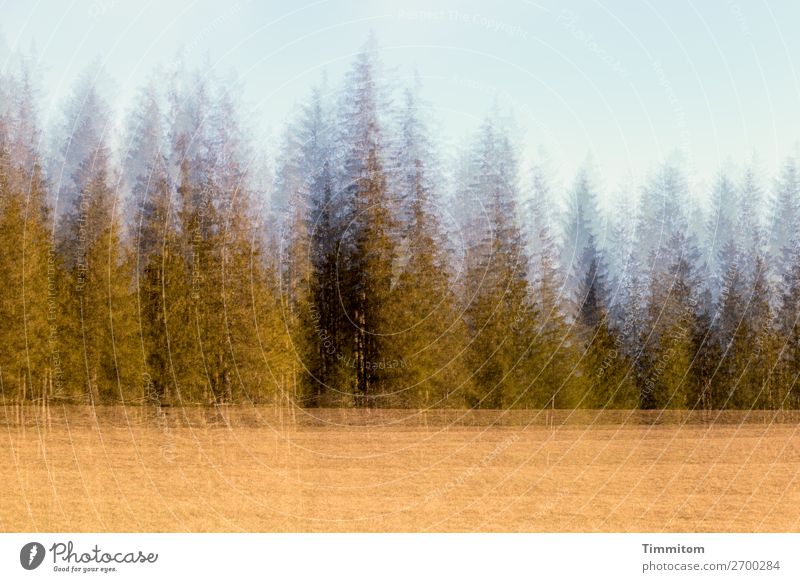 Black Forest in the evening light Vacation & Travel Environment Nature Landscape Plant Sky Tree Meadow Emotions Evening sun Double exposure Colour photo