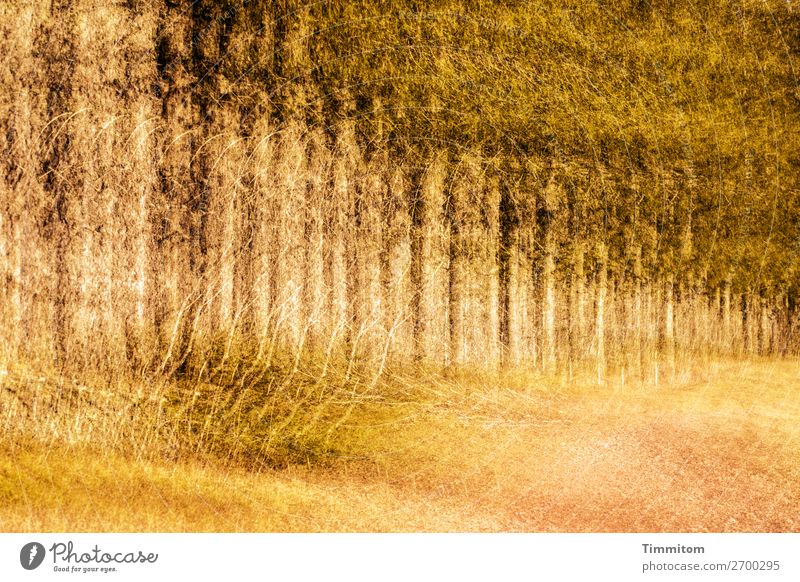 Black Forest Environment Nature Plant Tree Bushes Field Tree trunk Spruce Double exposure Colour photo Exterior shot Deserted Evening