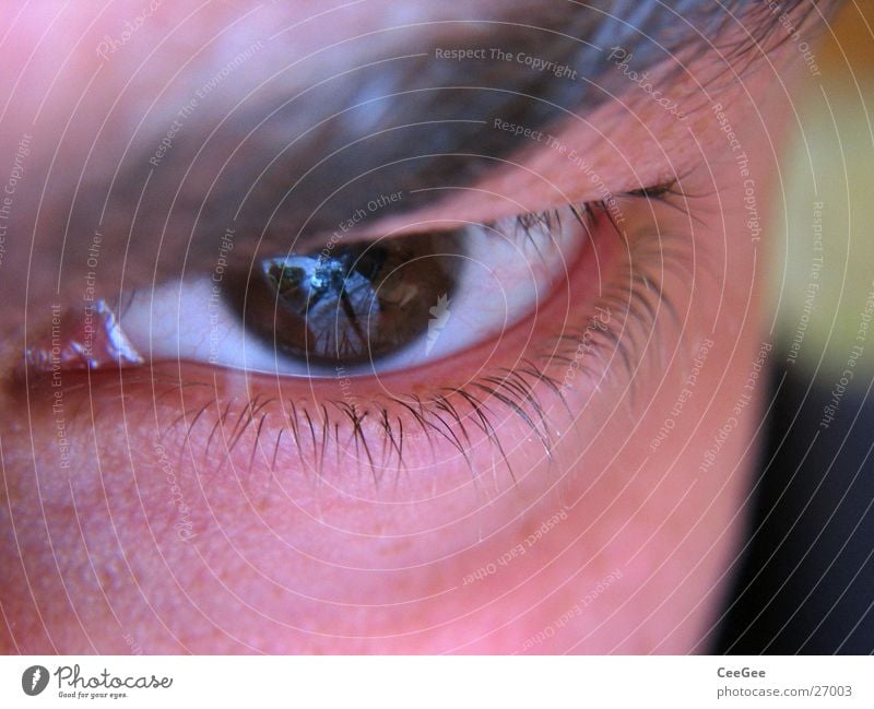 transparency Pupil White Brown Earnest Vessel Eyelash Fine Man Eyes Iris Human being Skin Close-up Macro (Extreme close-up) Face Looking eyebrown look at