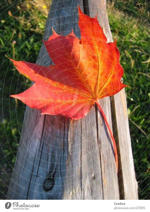 autumn leaf Leaf Autumn Red Meadow Light Concealed Wood Grass Green Plant Colour Macro (Extreme close-up) Close-up Sun Landscape Shadow Joist Crazy Lie