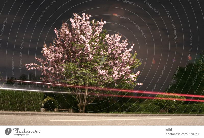 pink tree Environment Nature Plant Tree Blossom Cherry tree Cherry blossom Garden Park Street Pink Colour photo Multicoloured Exterior shot Copy Space right