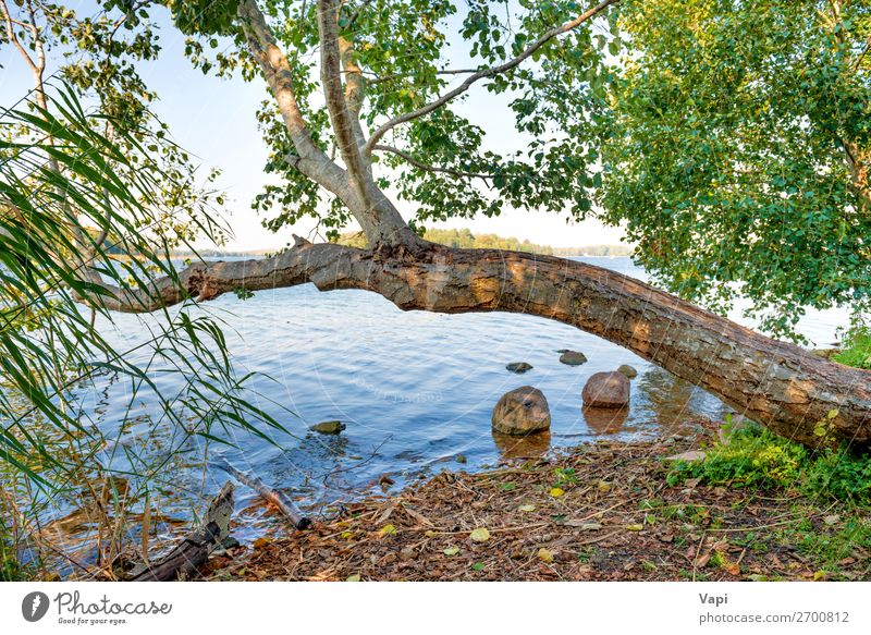 Green tree at river bank Beautiful Vacation & Travel Tourism Summer Nature Landscape Plant Water Sky Sunlight Spring Autumn Beautiful weather Tree Grass Leaf