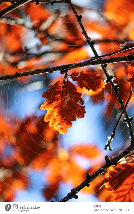 winter foliage Nature Sky Autumn Winter Beautiful weather Plant Tree Leaf Forest Natural Brown Gold Red Serene Calm Colour photo Exterior shot Close-up Deserted