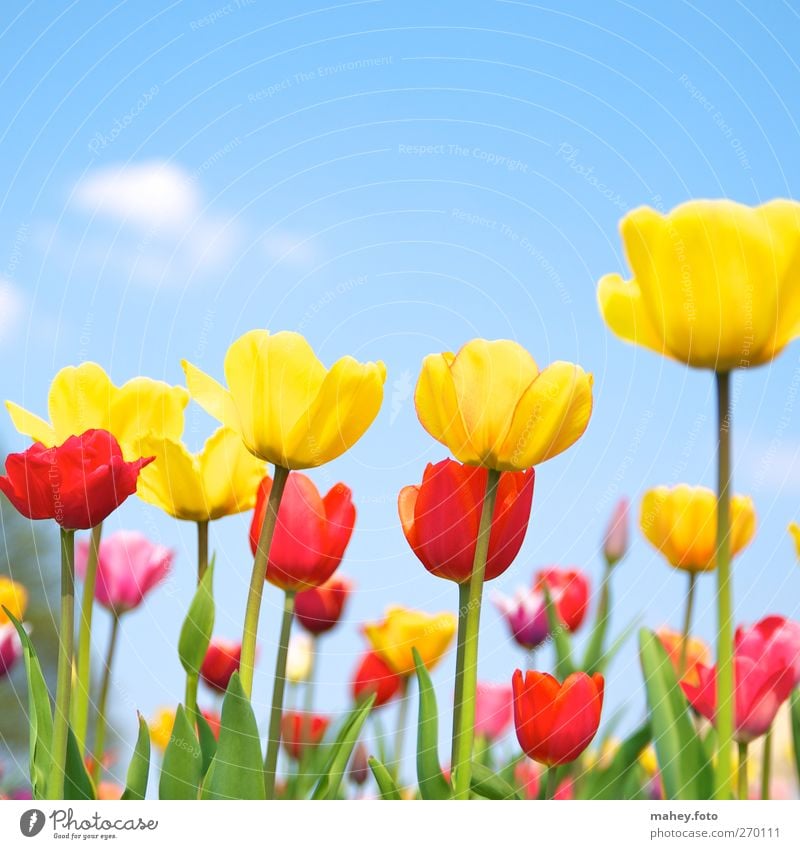 spring awakening Environment Nature Sky Spring Beautiful weather Flower Tulip Blossom Garden Blossoming Illuminate Growth Happiness Fresh Bright Natural