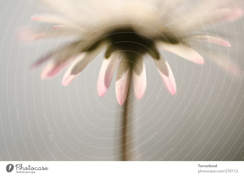 Hiddensee. Daisy Flower Worm's-eye view Blur Shallow depth of field Deep depth of field White Blossom Leaf Blossom leave Stalk Spring Summer grow.