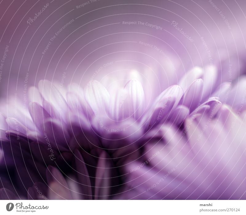 deep purple Nature Plant Spring Summer Flower Blossom Violet Delicate Blossom leave Soft Colour photo Close-up Detail Macro (Extreme close-up) Day Blur