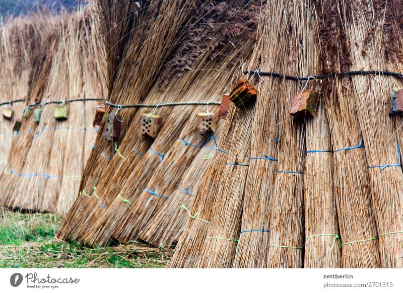 reed Coast Mecklenburg-Western Pomerania Nature Baltic Sea Rügen Marsh grass Reet roof riding Riet Common Reed Common Yarrow diems Agriculture Construction site