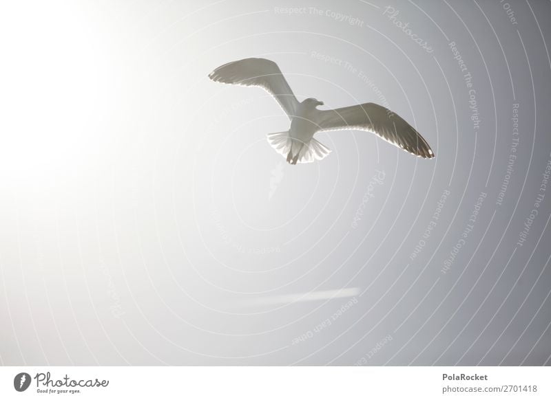 #AS# flying high Animal Esthetic Seagull Gull birds Seagull droppings Flying Wing Coast Summer Colour photo Subdued colour Exterior shot Detail Experimental