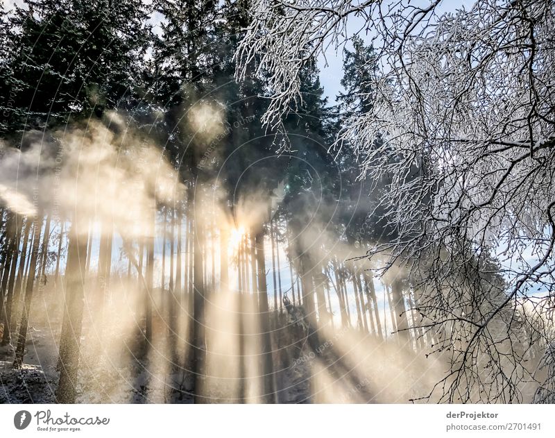 Winter forest against the light Harz V Storm damage Bark-beetle Climate change mountain Saxony-Anhalt Adventure Tourism Trip Freedom Sightseeing Snow