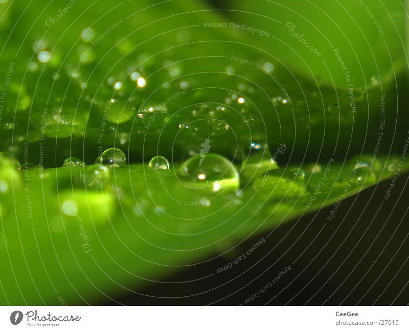 droplet Leaf Green Plant Rain Drops of water Macro (Extreme close-up) Nature Close-up Water