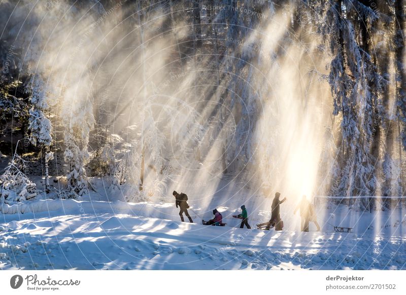 Winter forest against the light Harz I Storm damage Bark-beetle Climate change mountain Saxony-Anhalt Adventure Tourism Trip Freedom Sightseeing Snow