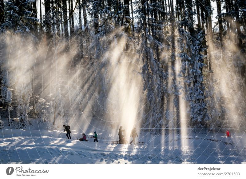 Winter forest against the light Harz II Storm damage Bark-beetle Climate change mountain Saxony-Anhalt Adventure Tourism Trip Freedom Sightseeing Snow