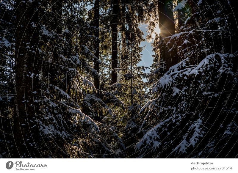 Tentative sunbeams in the winterly coniferous forest Vacation & Travel Tourism Trip Adventure Far-off places Freedom Winter vacation Mountain Hiking Environment