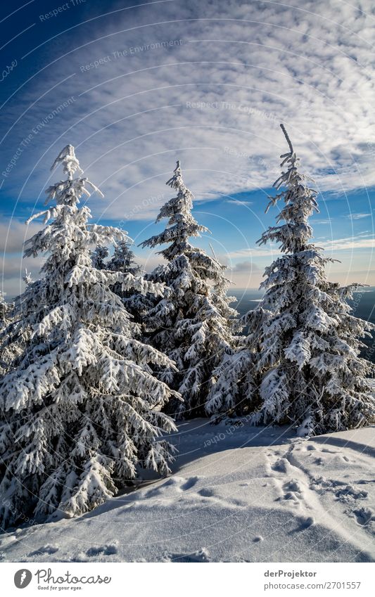 Winter forest in the Harz XXIII Storm damage Bark-beetle Climate change mountain Saxony-Anhalt Adventure Tourism Trip Freedom Sightseeing Snow Winter vacation