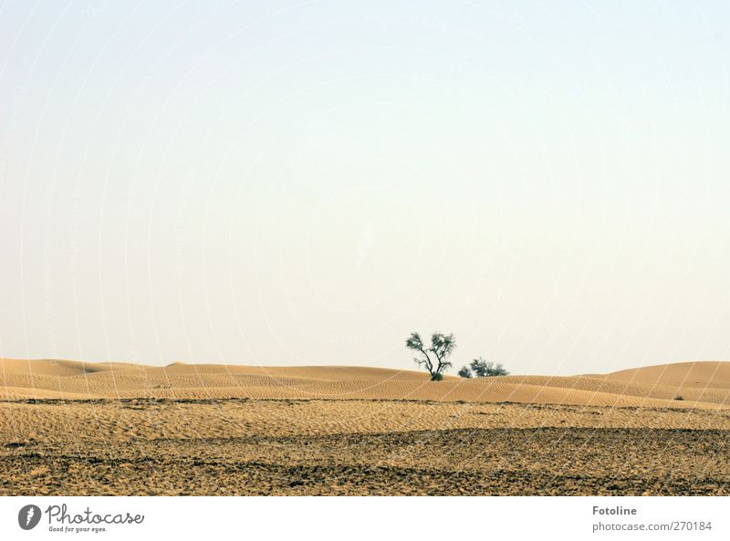 Abu Dhabi {For House Capri, except for Time ;-) } Environment Nature Landscape Elements Earth Sand Sky Cloudless sky Beautiful weather Warmth Tree Foliage plant