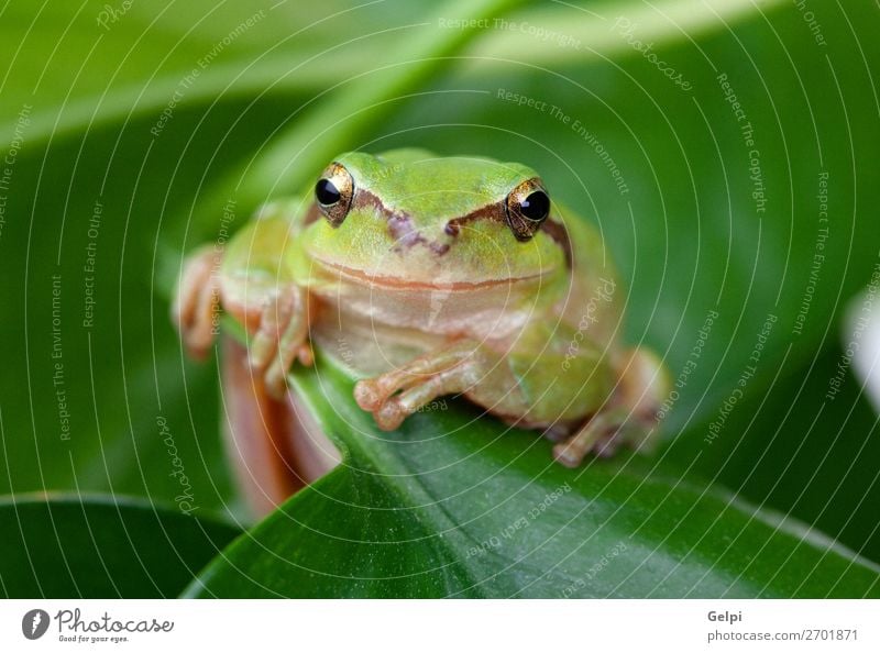 Green frog with bulging eyes golden Environment Nature Plant Animal Tree Leaf Pet Sit Small Funny Wet Slimy White Power Colour amphibian wildlife Toad