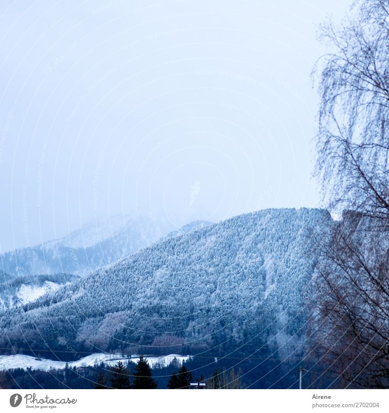 snow at higher altitudes Landscape Sky Winter Snow Tree Forest Hill Alps Mountain Pre-alpes Mountain forest Bright Blue White Calm Ease Nature Country life