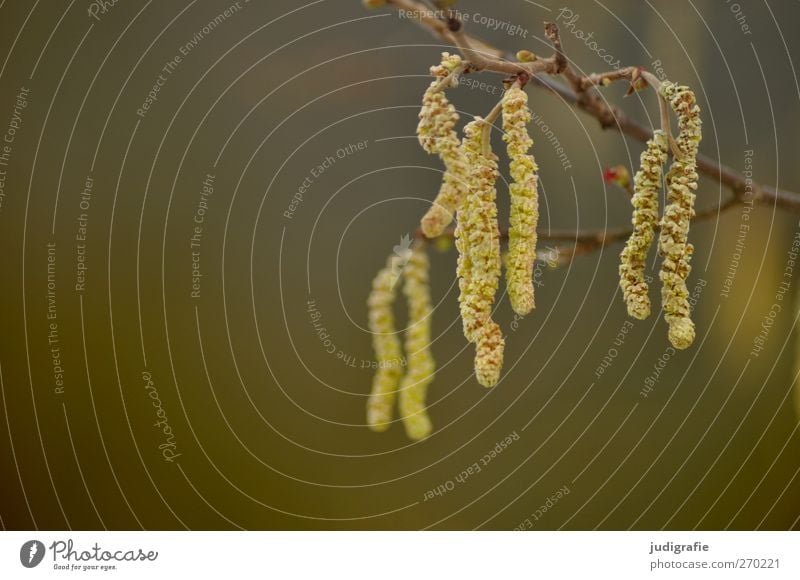 out Environment Nature Plant Spring Tree Blossom Garden Park Growth Colour photo Subdued colour Exterior shot Day Shallow depth of field