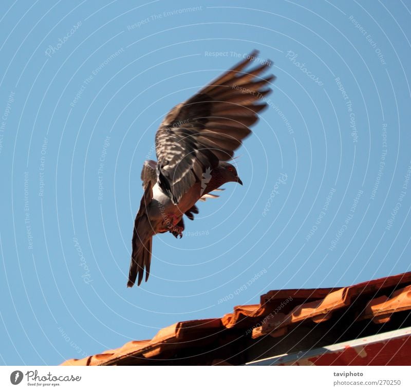 landing pigeon Nature Animal Air Sky Cloudless sky Wild animal Bird Pigeon 1 Flying Beautiful Determination Effort Movement Elegant Landing Colour Colour photo