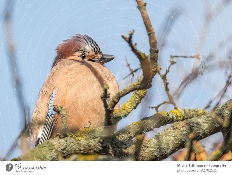 Plumped up jay sits in the tree Nature Animal Sky Sunlight Beautiful weather Tree Branch Wild animal Bird Animal face Wing Feather Beak Jay Eyes 1 Observe