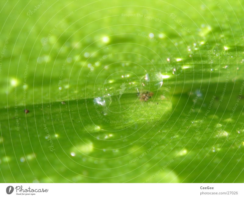 Droplet 3 Leaf Plant Green Damp Wet Macro (Extreme close-up) Close-up Water Rain Drops of water