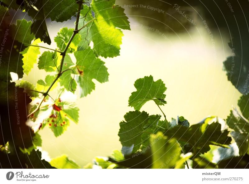 Rebblick. Environment Nature Landscape Plant Esthetic Wine Vine Vineyard Bunch of grapes Grape harvest Wine growing Italy Grape variety Green Mature