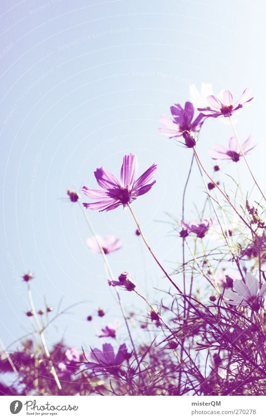 the purple ones. Environment Nature Esthetic Flower Flower meadow Flower stalk Flower shop Violet Idyll Meadow flower Colour photo Subdued colour Exterior shot