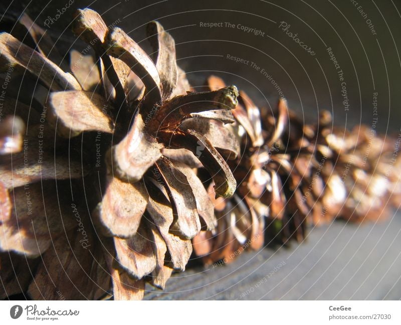 tenons Brown Cone Pine Row Close-up Macro (Extreme close-up) Pine cone Shallow depth of field Deserted