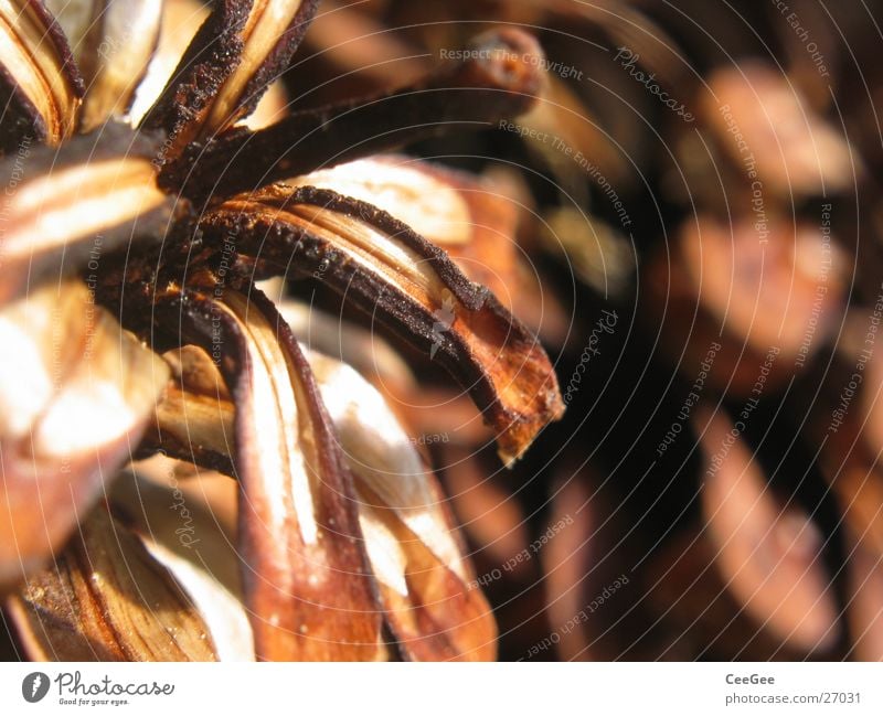 Pin 2 Brown Cone Pine Close-up Macro (Extreme close-up) Pine cone Shallow depth of field Structures and shapes