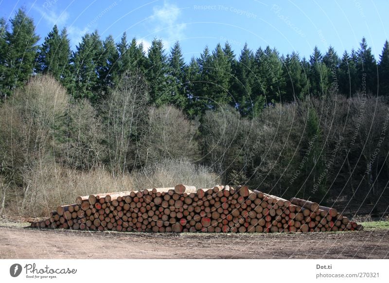 forester's examination Nature Sky Tree Forest Arrangement Stack of wood Tree trunk Forestry Clearing Heap Lanes & trails Wood Signs and labeling Colour photo