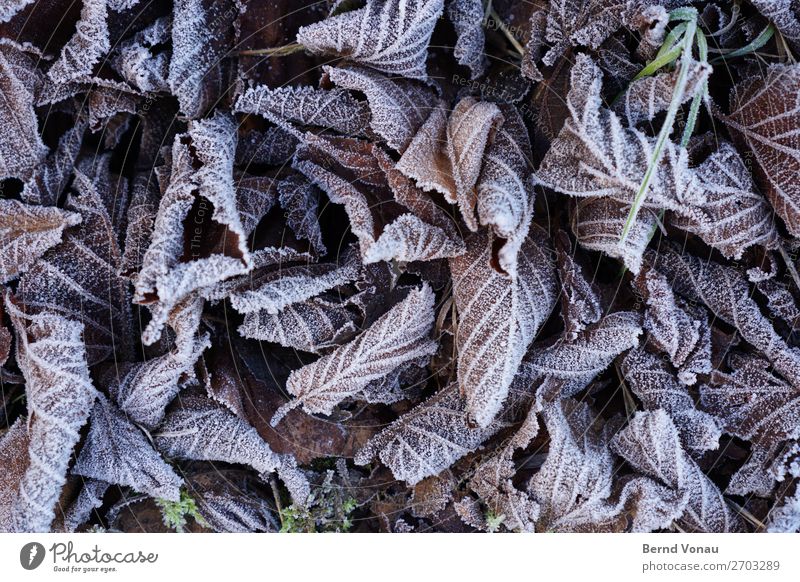 frozen foliage Autumn Winter Plant Under Gray Death leaves Leaf Frozen Cold Ice Gloomy Limp Fallen Rachis Forest Tree Colour photo Exterior shot Close-up