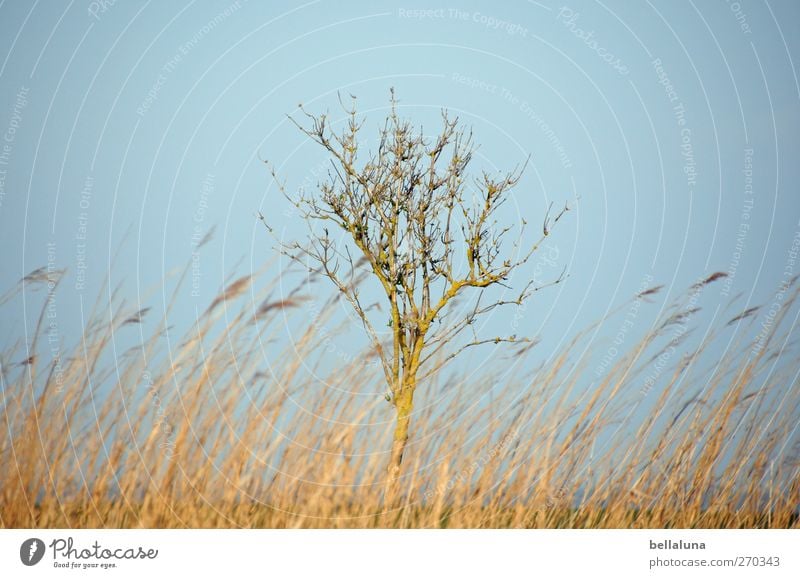 Hiddensee | Loner Environment Nature Landscape Plant Sky Cloudless sky Spring Beautiful weather Tree Grass Bushes Wild plant Coast Baltic Sea Marsh grass