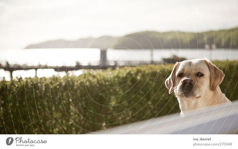 huh...? Leisure and hobbies Landscape Water Spring Park Animal Pet Dog 1 Authentic Joy Happiness Labrador retriever Colour photo Subdued colour Multicoloured