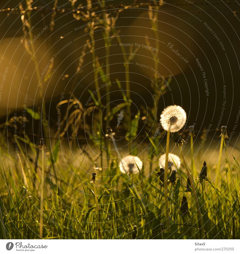 dandelion Plant Flower Grass Dandelion Brown Yellow Gold Green White Moody Spring Colour photo Exterior shot Deserted Evening Twilight Light Sunlight Back-light