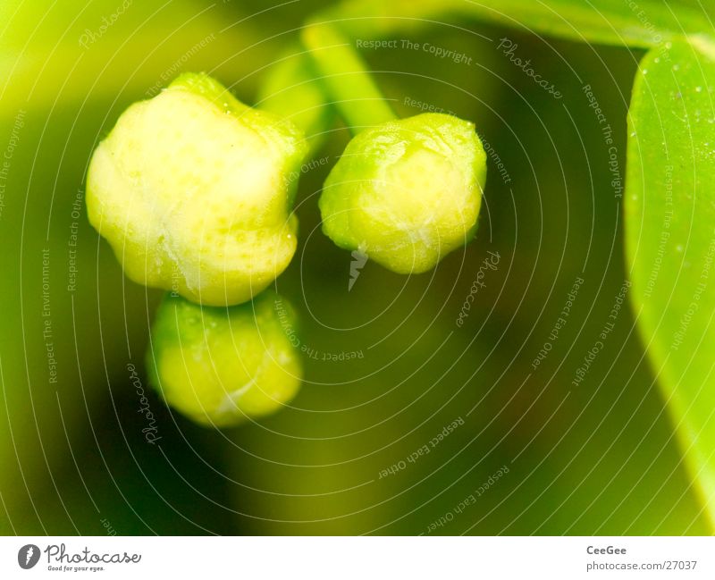 orange blossom Plant Flower Blossom Citrus fruits Blossom leave Leaf White Green Closed 3 Soft Orange Pistil Nature Macro (Extreme close-up) Close-up