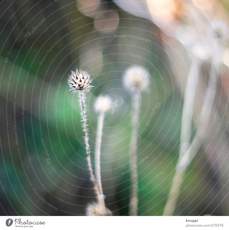 Attention prickly! Nature Plant Sunlight Summer Beautiful weather Bushes Wild plant Park Meadow Old Aggression Threat Thin Uniqueness Point Thorny Dry Brown