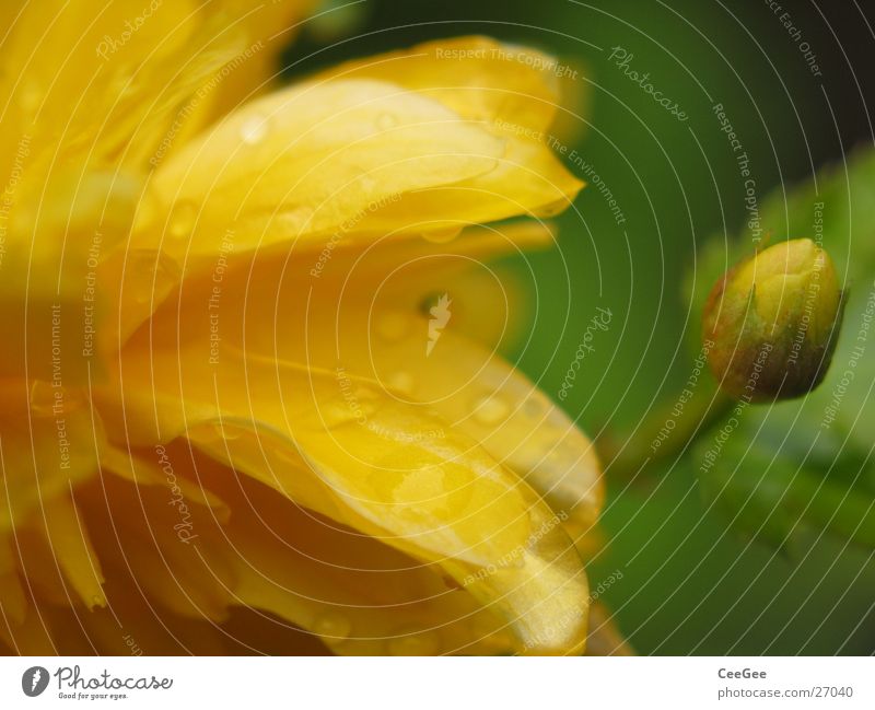 yellowish-green Plant Flower Blossom Blossom leave Leaf Yellow Green Pistil Nature Macro (Extreme close-up) Close-up