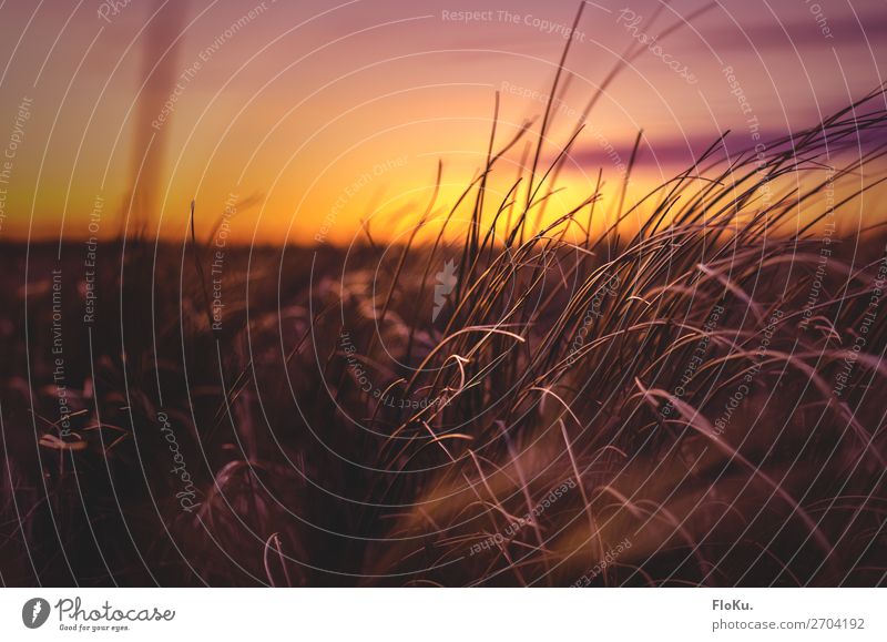 In the evening in the dunes Environment Nature Landscape Plant Elements Air Sky Sunrise Sunset Beautiful weather Grass Coast Beach North Sea Natural Gold Orange