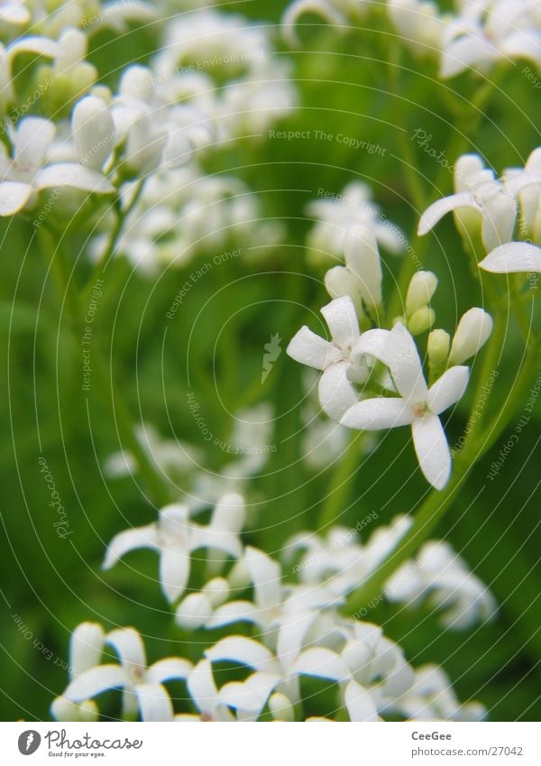 woodruff Plant Flower Blossom Woodruff Blossom leave Leaf White Stalk Green Pistil Nature Macro (Extreme close-up) Close-up Medicinal plant