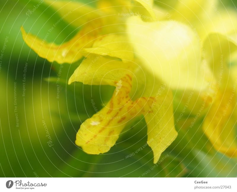 nettle Plant Flower Blossom Blossom leave Leaf Yellow Green Soft Pistil Nature Macro (Extreme close-up) Close-up Detail Section of image Partially visible