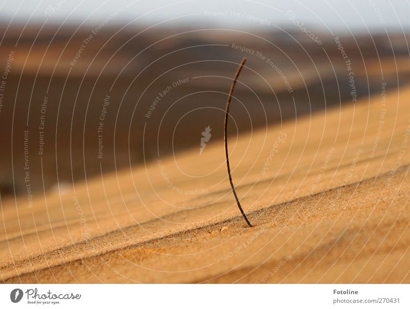 survival artist Environment Nature Plant Warmth Grass Desert Hot Bright Natural Sand Desert plant Growth Colour photo Multicoloured Exterior shot Close-up Day