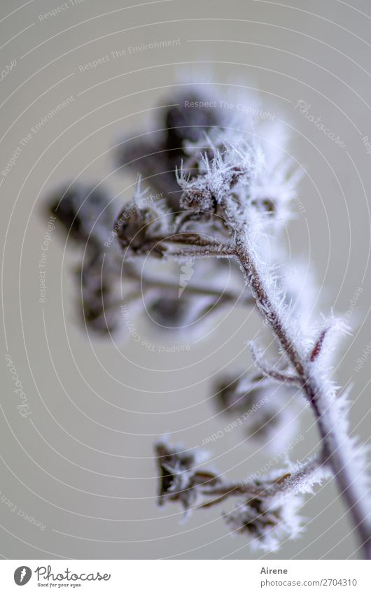 End of season II Winter Ice Frost Blackberry bush Freeze Cold Point Brown White Death Pain Survive Transience Freeze to death Subdued colour Exterior shot